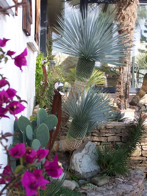 yucca rostrata et bougainvillier | Garden landscape design, Landscaping plants, Cactus garden ...