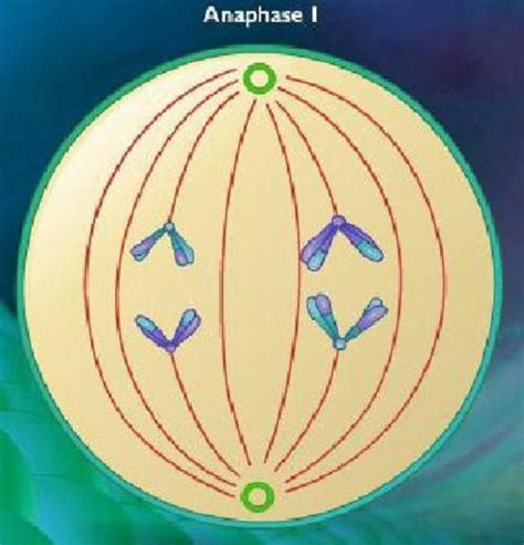 Difference between Anaphase 1 and Anaphase 2 - KnowsWhy.com