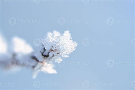 Ice crystals formed on branches and freeze in all directions. A richly ...