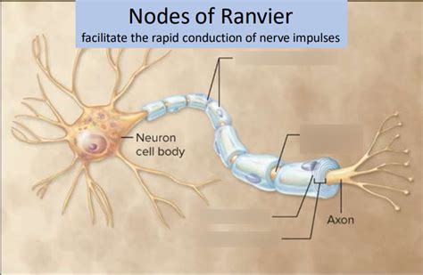 Nodes of Ranvier Diagram | Quizlet