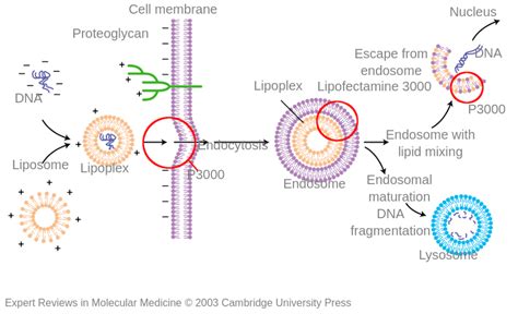 Meccanismo molecolare della Lipofectamine 3000 - Labster Theory