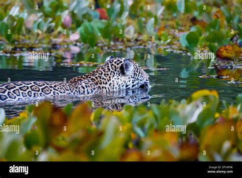 Close-up rear view of a young Jaguar swimming in shallow water in Pantanal Wetlands Stock Photo ...