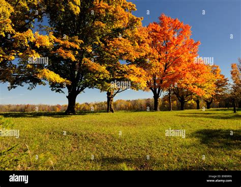 The brilliant fall colours of the maple trees in Southern Ontario Stock Photo - Alamy