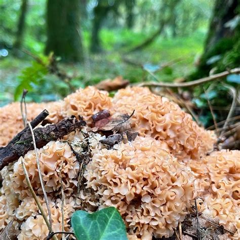 Cauliflower Mushroom Identification