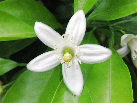 夏みかんの花 やまぐちのシンボル | トレナビ