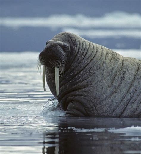 The walrus (Odobenus rosmarus) is a large flippered marine mammal with ...