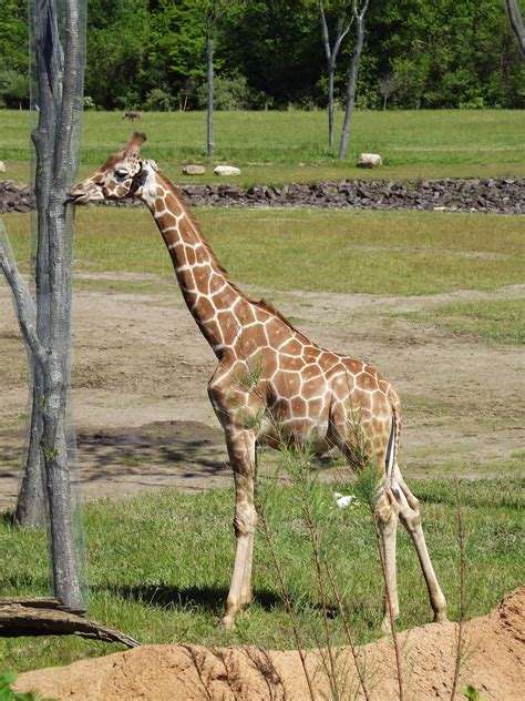 Giraffe feeding at the Columbus Zoo | Columbus zoo, Giraffe, Giraffe ...