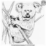 21  Captivating Koala Coloring Pages sketch template