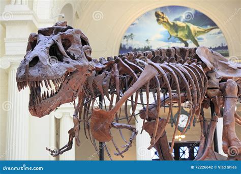 Tyrannosaurus Rex Skeleton At The Museum Editorial Image | CartoonDealer.com #58629602