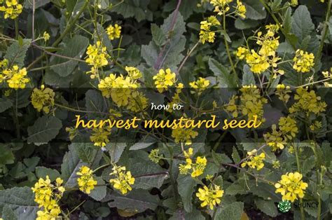 Harvesting Mustard Seeds: A Step-By-Step Guide | ShunCy