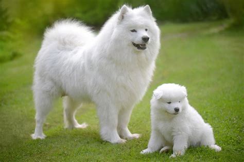 Giant Samoyed Dog