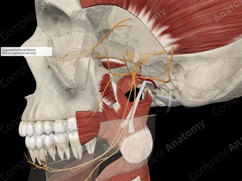 Zygomaticofacial Nerve | Complete Anatomy