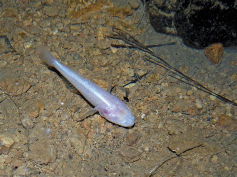 Now, World’s Largest ‘Cave Fish’ in India’s Meghalaya!