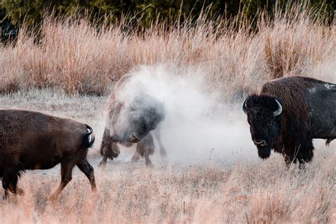 Buffalo Stampede Photos, Download Free Buffalo Stampede Stock Photos ...