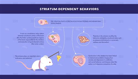 The Role of the Striatum in Behavior - Maze Engineers