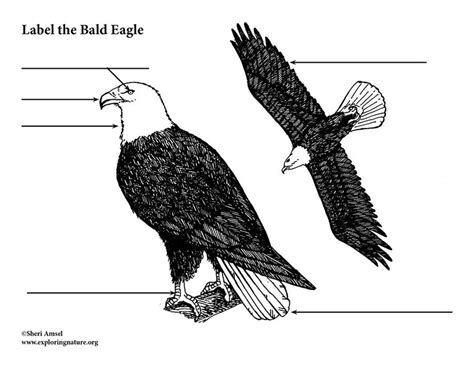 Eagle (Bald) Labeling Page