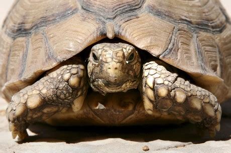 Egyptian Tortoise Whose Habitat Stretches Along Editorial Stock Photo ...