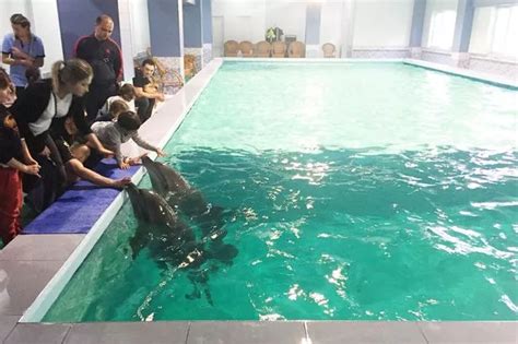 Tragedy of 'suffering' dolphins kept in tiny hotel swimming pool as 'therapy for sick kids ...