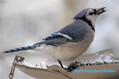 Pam's Backyard Chickens: How to Get Started Winter Bird Feeding