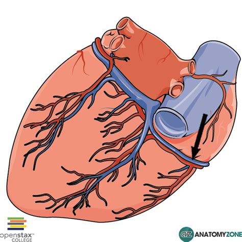 Small Cardiac Vein - AnatomyZone