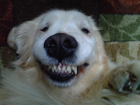 smiling dog - Google Search | Dogs, Smiling dogs, Dog pictures