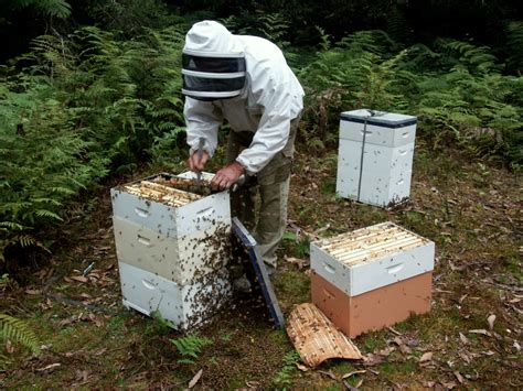 Harvesting honey | Harvesting honey, Bee hive, Bee keeping