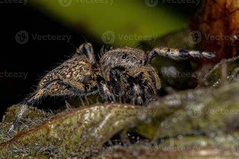 Adult Female Yellow Jumping spider 3779986 Stock Photo at Vecteezy