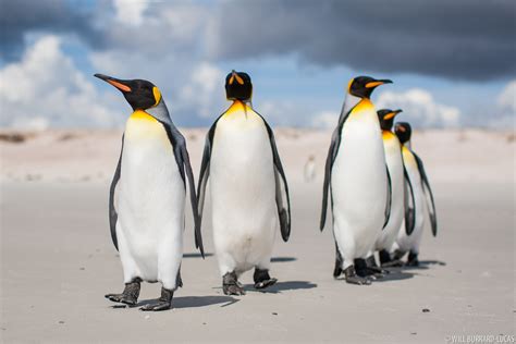 King Penguins | Will Burrard-Lucas