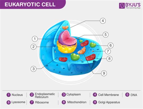 Eukaryotic Cells- Definition, Characteristics, Structure, & Examples