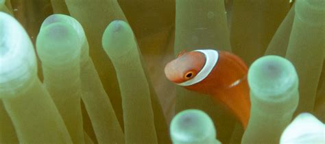 Tomato clownfish(Amphiprion frenatus). Introducing the characteristics, distribution, ecology ...