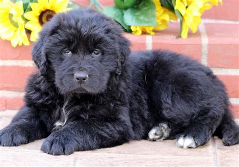 Newfoundland Puppies for Sale - Keystone Puppies