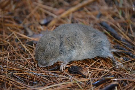 Woods Walks and Wildlife: Another Peeper, and a Vole Reaches Its End