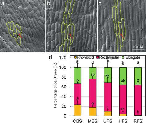 Morphological analysis of adaxial cell shapes in the middle part of the ...