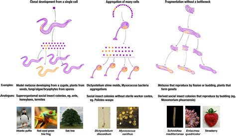 Multicellular Plants And Animals