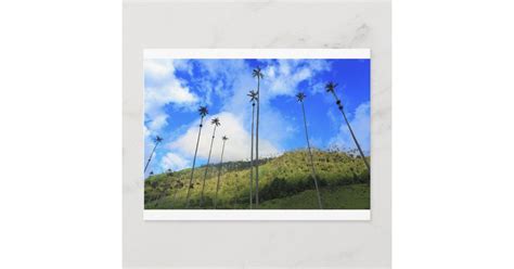 Colombian wax palm trees in the Cocora Valley Postcard | Zazzle