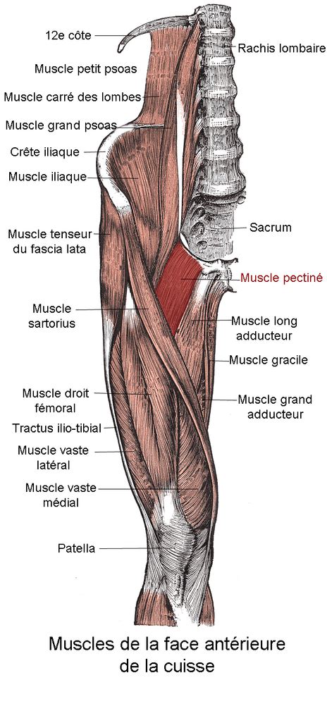 Pectineus Muscle - Physiopedia