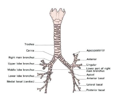 Carina Anatomy - Anatomy Reading Source