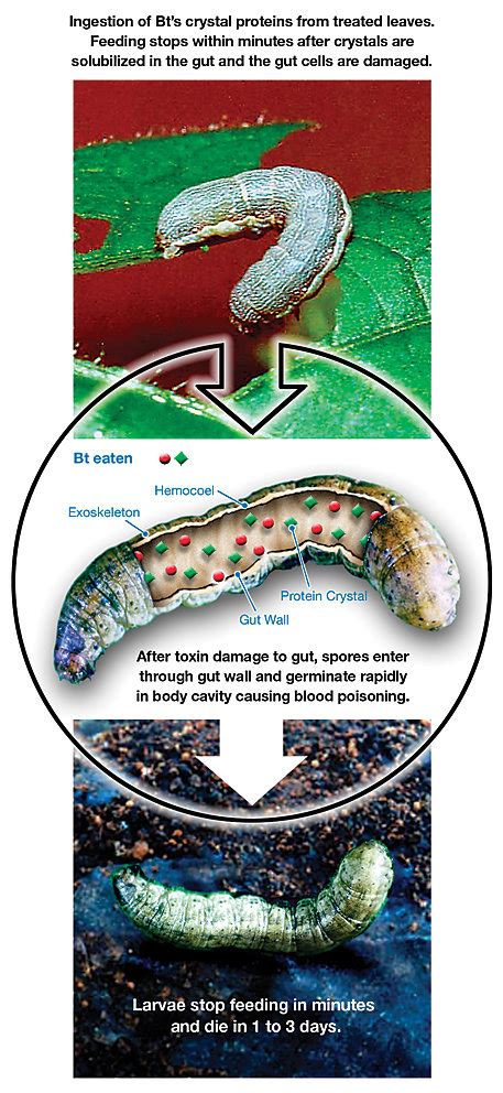 How Bt Works | A BioRational Approach