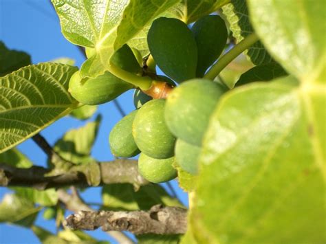 Fig Trees - Davis - LocalWiki