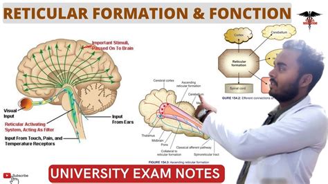 Reticular Formation || Functions of Reticular System| CNS Physiology ...