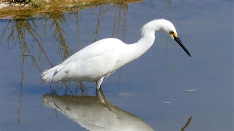 Area watering holes, wetlands vital to wading birds