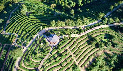 “最美茶园”迎来秋茶采收季，福建大田县大仙峰茶美人景区以茶为媒发展旅游产业