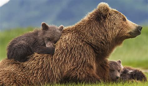 Online crop | HD wallpaper: bear screensavers backgrounds, animal wildlife, animals in the wild ...