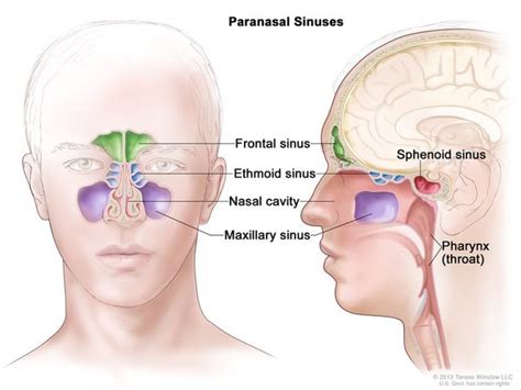 Cleidocranial dysplasia: MedlinePlus Genetics