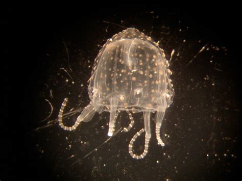 A juvenile Irukandji jellyfish (Carukia barnesi) that periodically ...