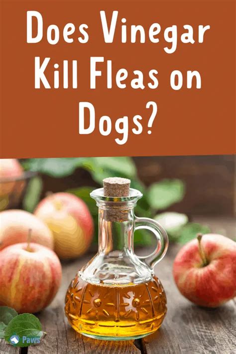 Does Apple Cider Vinegar Kill Fleas On Dogs