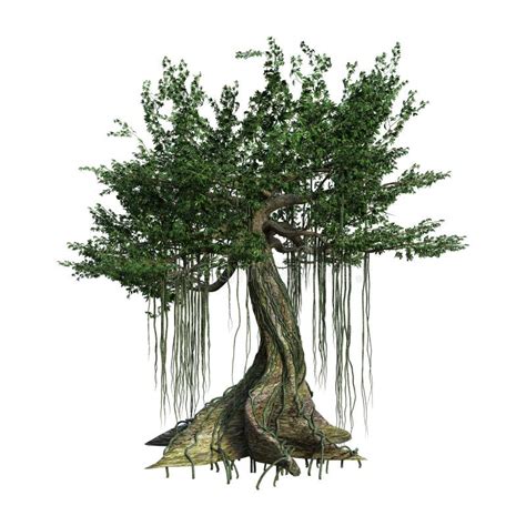 3D Rendering Kapok Tree on White Stock Illustration - Illustration of ...