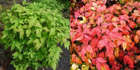 10 Dwarf Nandina Firepower plants ornamental shrub | Etsy