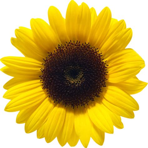 Sunflower PNG transparent image download, size: 500x500px