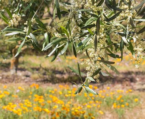 5 Reasons Why Olive Trees Drop Their Leaves (& Fixes) – Couch to Homestead